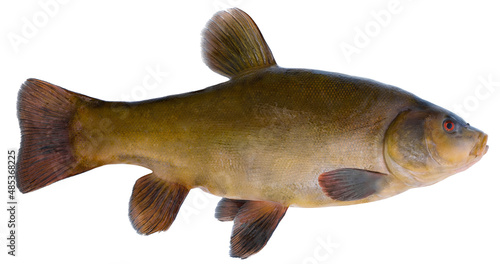  Freshwater fish isolated on white background closeup. The tench or doctor fish  is a  fish in the carp family Cyprinidae, type species: Tinca tinca