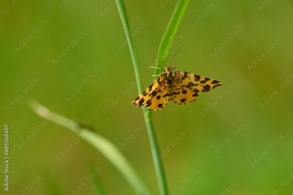 Obraz premium Pantherspanner oder Gelbe Fleckenspanner (Pseudopanthera macularia)