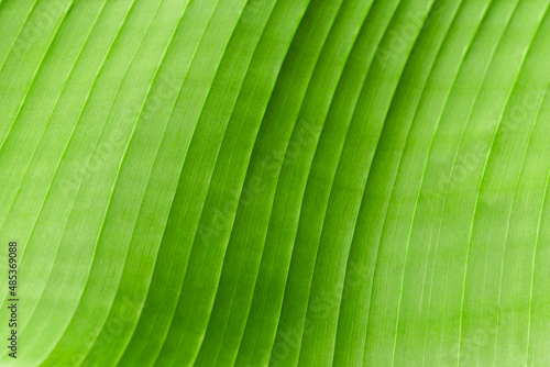 banana tree big leaf background, striped texture abstract background