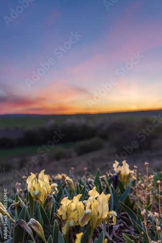 Dwarf iris in Pusty kopec u Konic near Znojmo, Southern Moravia, Czech Republic photo