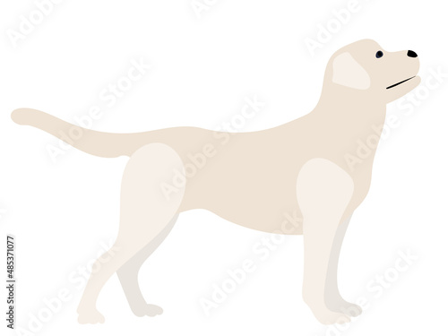 labrador dog flat design isolated on white background