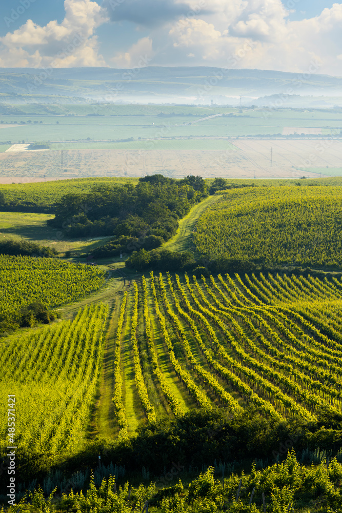 Vineyards under Palava near Zajeci, Southern Moravia, Czech Republic