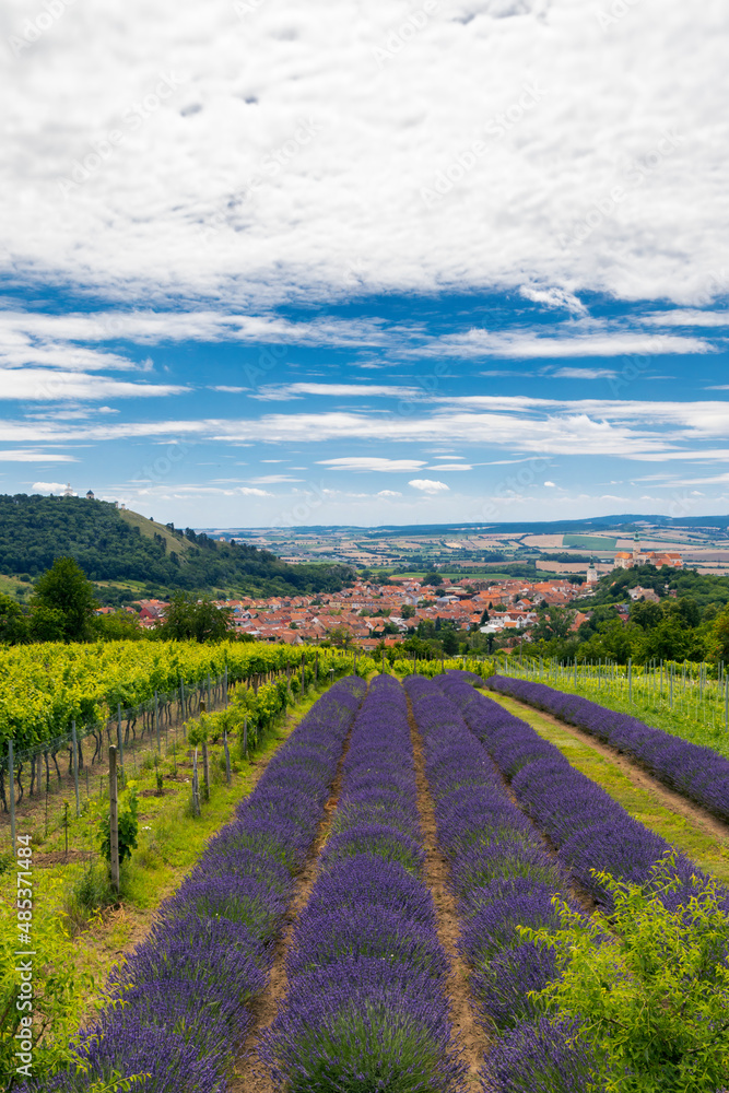 Naklejka premium South Moravian town of Mikulov with the lavender field in Czech Republic