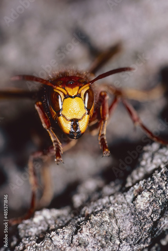 european hornet, macro portrait © flafabri