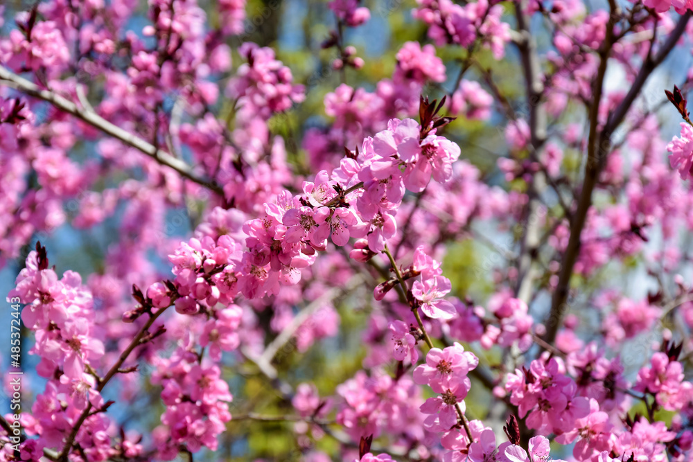 Pink flowers bloom on peach tree at spring in garden against blue sky. Spring blooming in fruit orchard, abstract background. Selective focus.