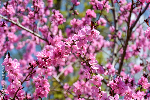 Pink flowers bloom on peach tree at spring in garden against blue sky. Spring blooming in fruit orchard, abstract background. Selective focus.