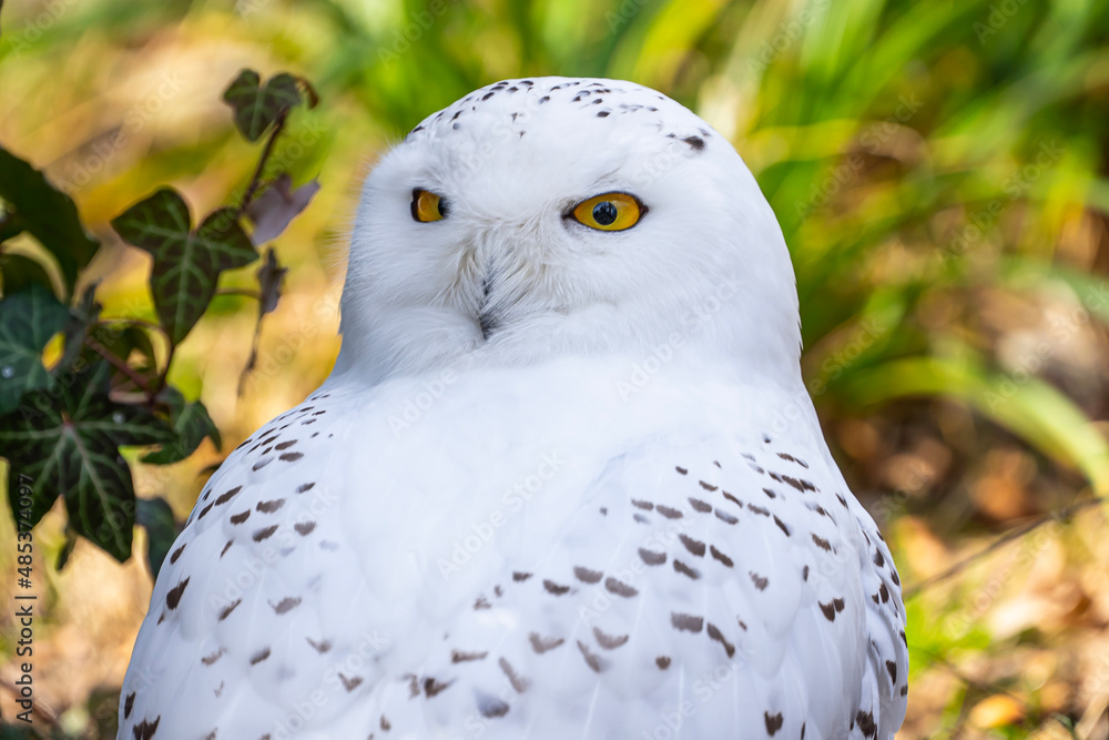 Obraz premium portrait of a white snowy owl 
