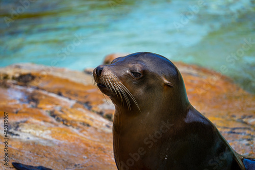 portrait of a cute seal 