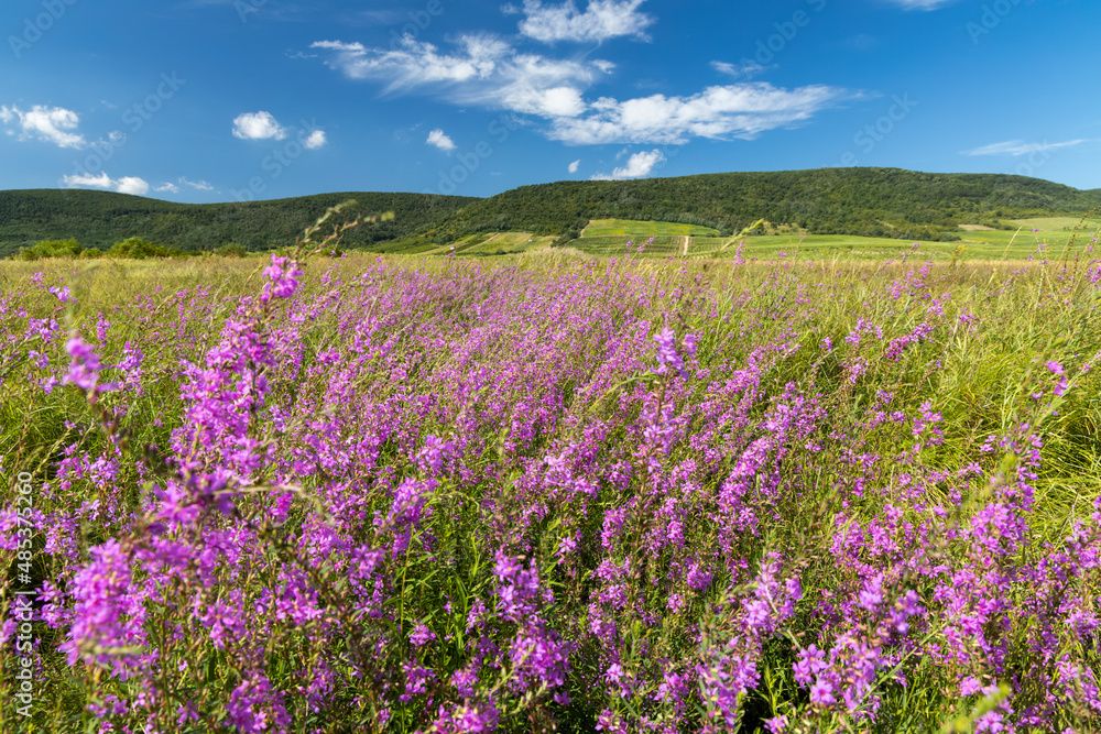 Naklejka premium Blooming meadow in Tokaj region, Northern Hungary