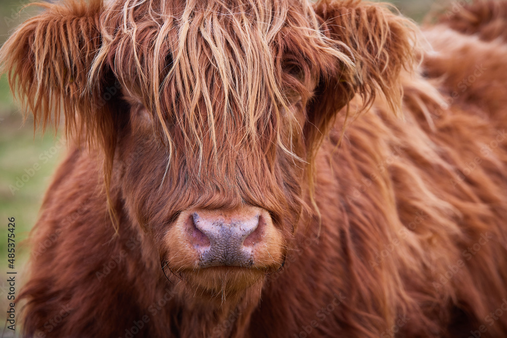 Close up portrait of Scottish alpine cow from the highlands, on farm in Ireland, Co.Donegal