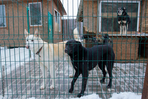 Three dogs in a aviary