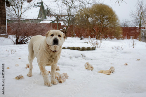 Big white dog in winter among bones for food