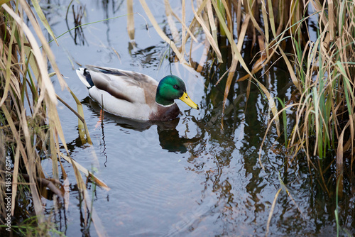 Duck swims in the reeds
