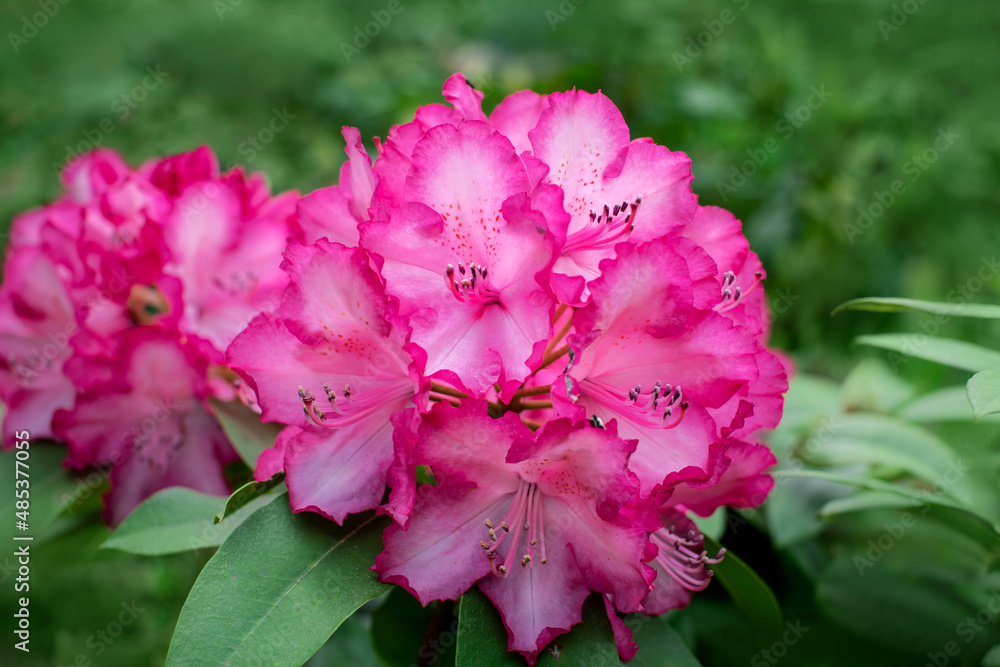 różowy rhododendron