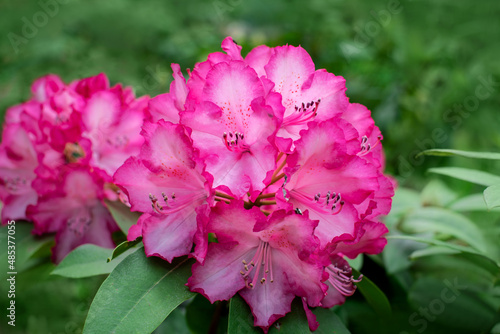 r    owy rhododendron