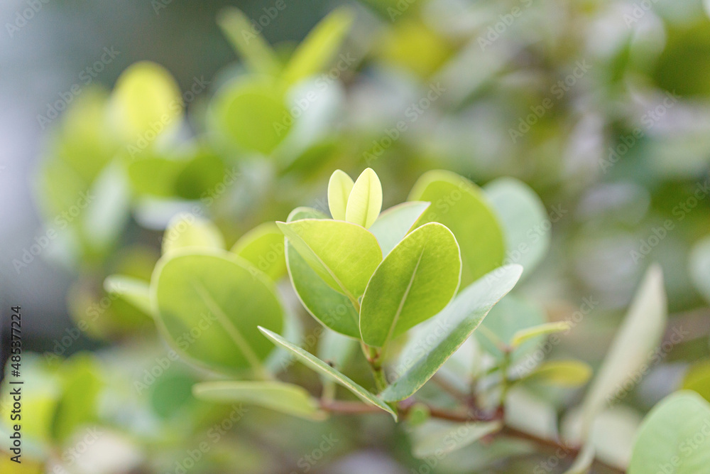 Green leaf on blur background Green leaf on blur background