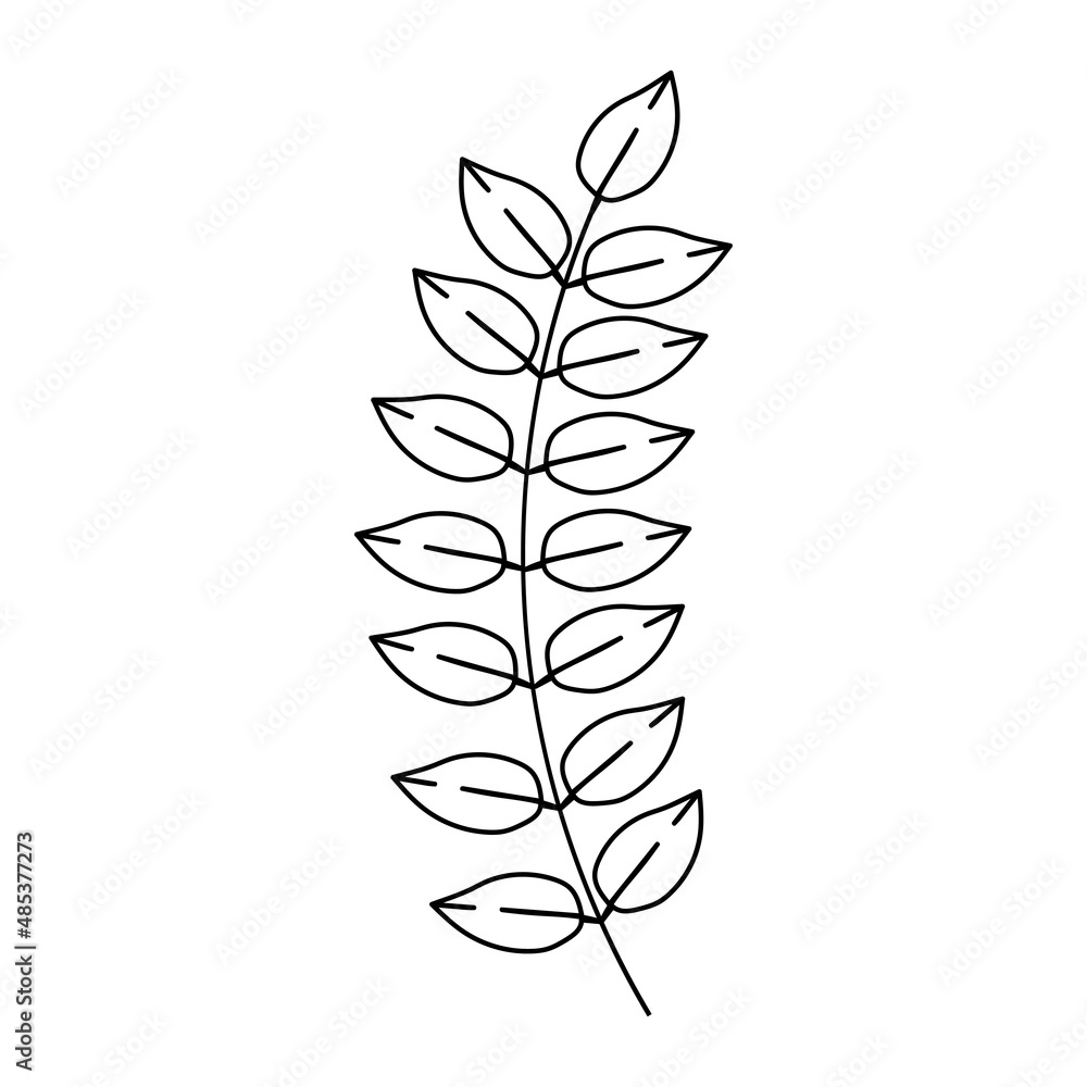 Fototapeta premium Laurel branch with leaves. Floral sign decoration book text. Field herbs. Linear sketch of a garden plant. Hand drawn vector illustration in doodle style. Elegant isolated element.