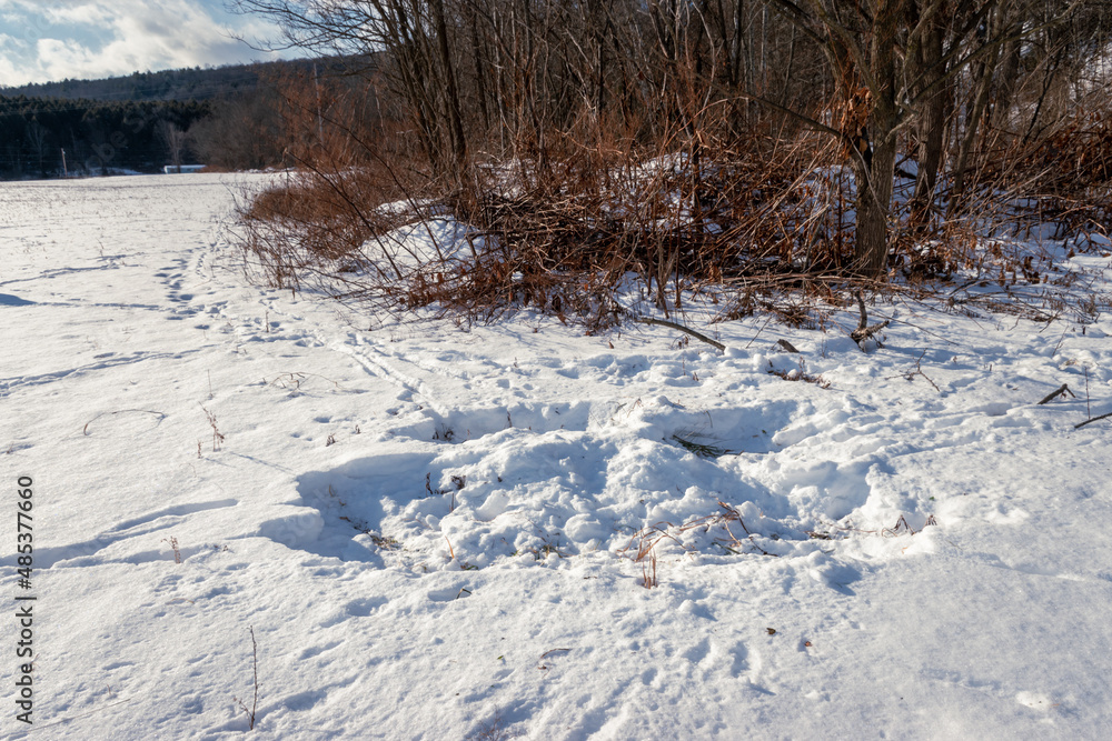 Deer tracks lead to a very large scraped area where the Deer have been searching for food buried under the snow in Windsor in Upstate NY. Deer tracks lead to a very large scraped area where the Deer have been searching for food buried under the snow in Windsor in Upstate NY.