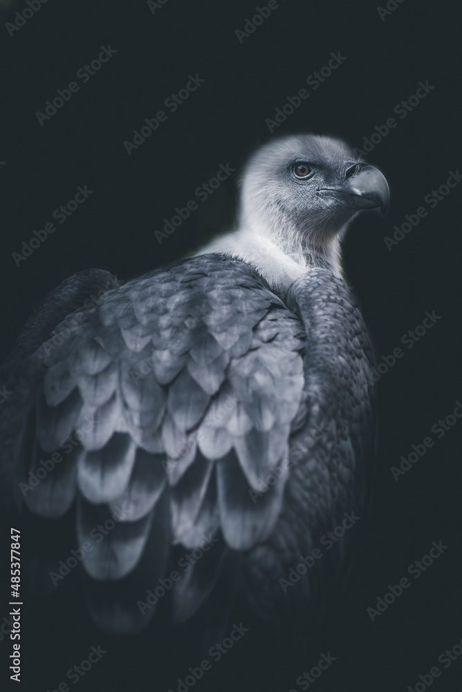 Portrait of a griffon vulture bird Dark and dramatic style image Portrait of a griffon vulture bird Dark and dramatic style image