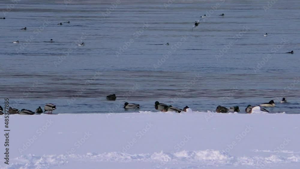Wild ducks on icy water in winter. The life of birds in a natural environment in cold and ice.