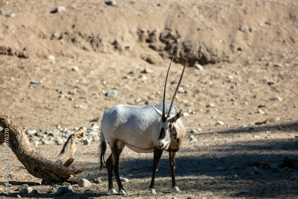 Obraz premium The Gemsbok, Gemsbuck or South African Oryx 