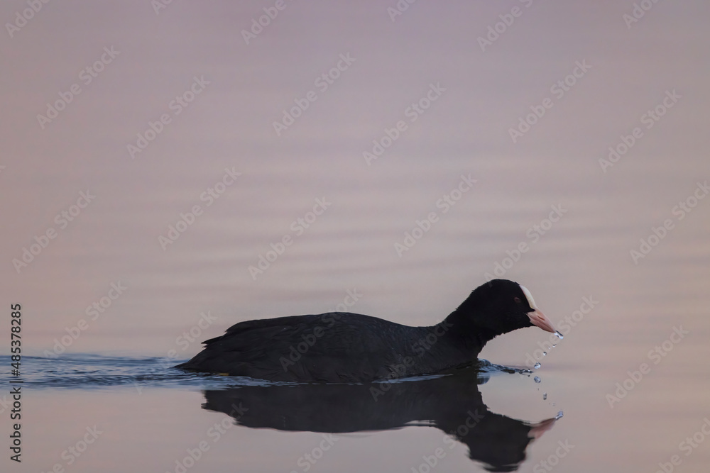 Black coot (Fulica atra, Fulica prior), Southern Bohemia, Czech Republic Black coot (Fulica atra, Fulica prior), Southern Bohemia, Czech Republic