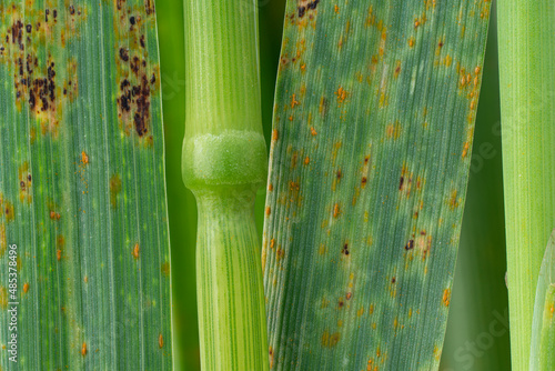 Wheat leaf rust photo