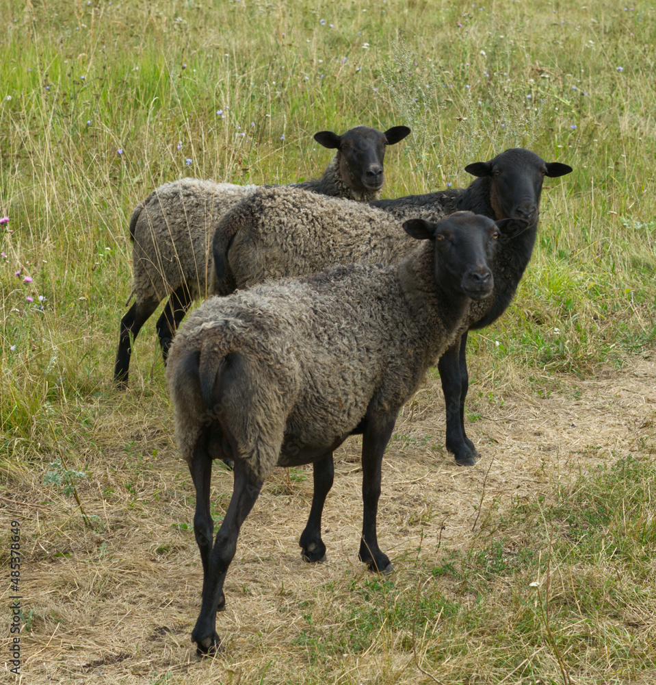 Sheep on a green meadow in summer. Close Sheep on a green meadow in summer. Close
