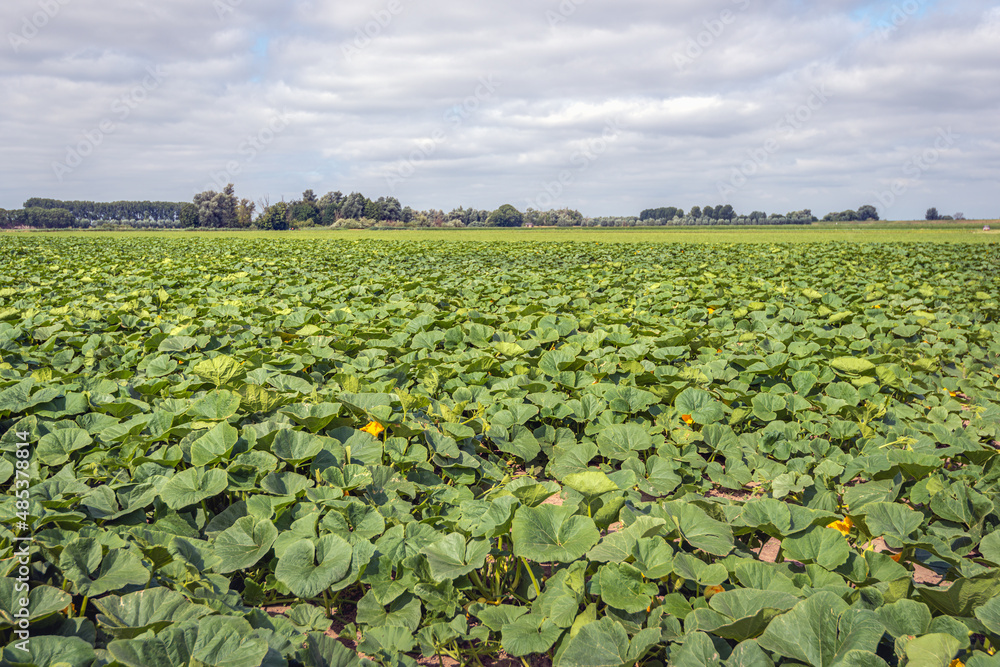 Large field with yellow flowering pumpkin plants. The photo was taken at a specialized pumpkin growing company in the Dutch province of North Brabant.