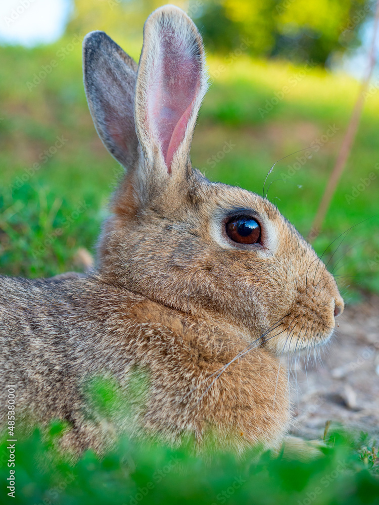Fototapeta premium Close-up portrait of a cute little rabbit. Selective focus, pet, vertical photo