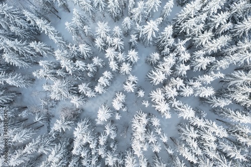 Spruce forest on the north, beautiful aerial top view. Amazing winter scene. Christmas theme. Winter background. Winter forest aerial view. Amazing nature landscape.