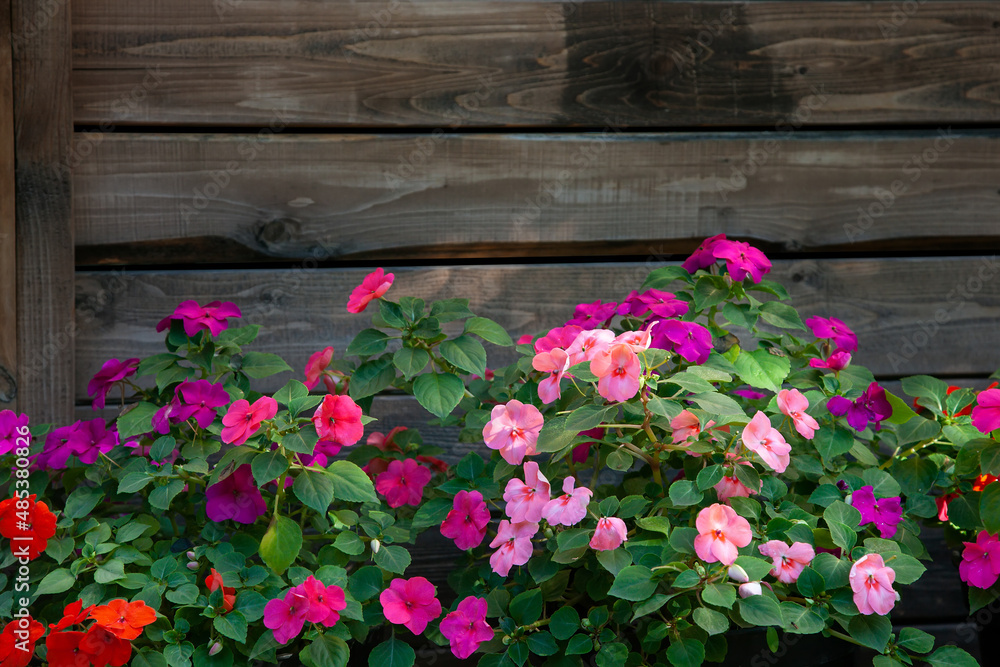 Bright pink, red and magenta impatiens against a dark wooden wall.