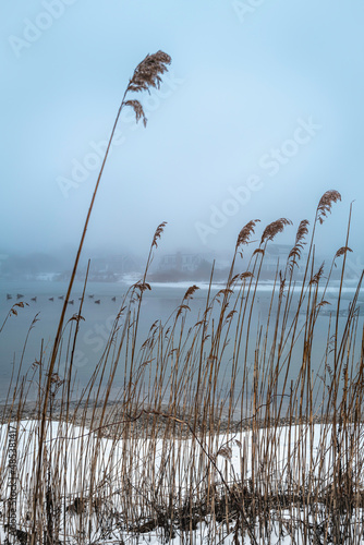 Tilted Common Reeds stems waving in the wind on the snowy day on Cape Cod