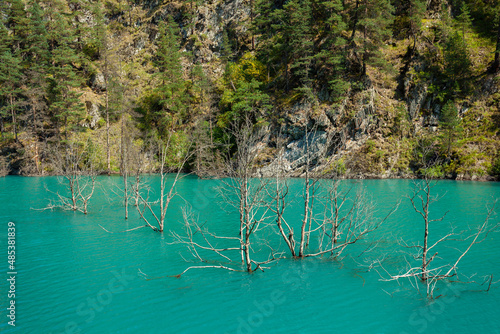 The trees flowed from the water into the lake. Tusheti
