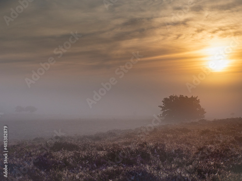 Roydon Common shrouded in early morning mist © Robert