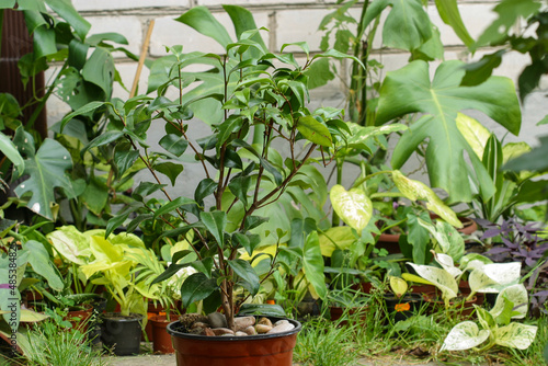 Camelia potted plant outdoors.