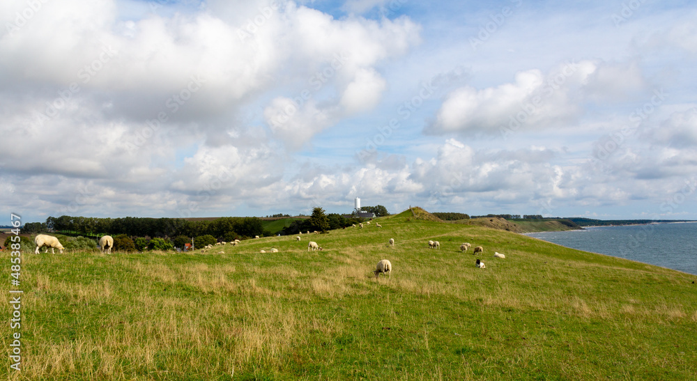 Sheep on green hill in Österlen Sweden