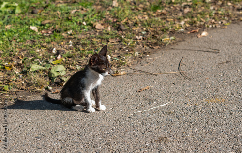 hungry kitten, kitten looking for food