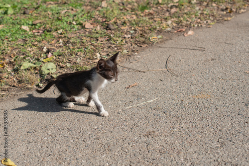 hungry kitten, kitten looking for food