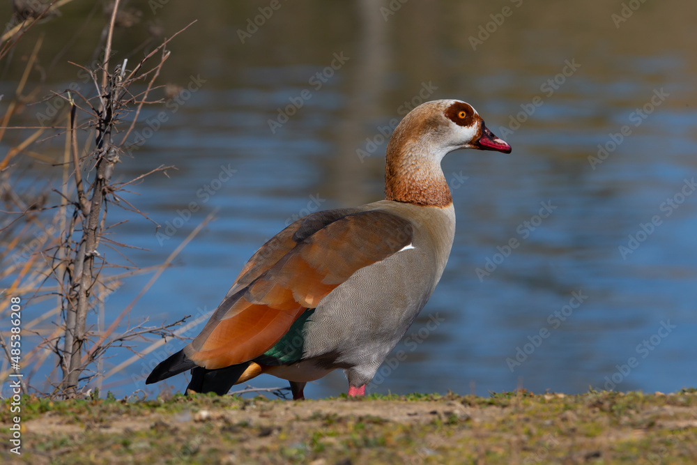 Brown-feathered geese in a lake. Acuatic birds. Bird with brown feathers and orange beak Brown-feathered geese in a lake. Acuatic birds. Bird with brown feathers and orange beak