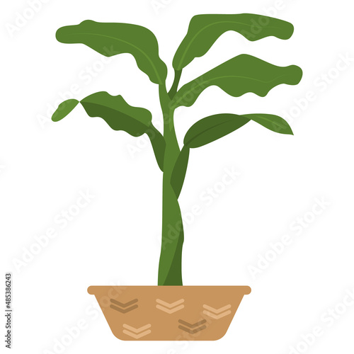 A plant in a ceramic pot. Houseplant, thick trunk, large leaves. Vector, icon, flat, isolated