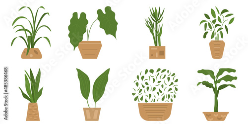 A potted plant. A houseplant of different shapes for the microclimate. Interior design. Set of vector illustrations, flat, isolated