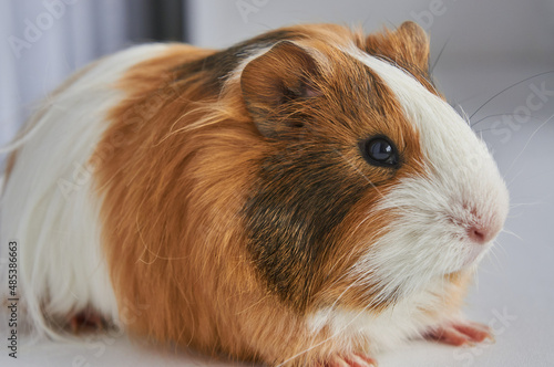 Portrait of red and white Guinea pig 