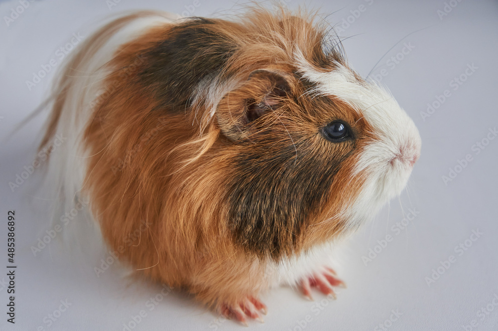 Fototapeta premium Portrait of red and white Guinea pig 