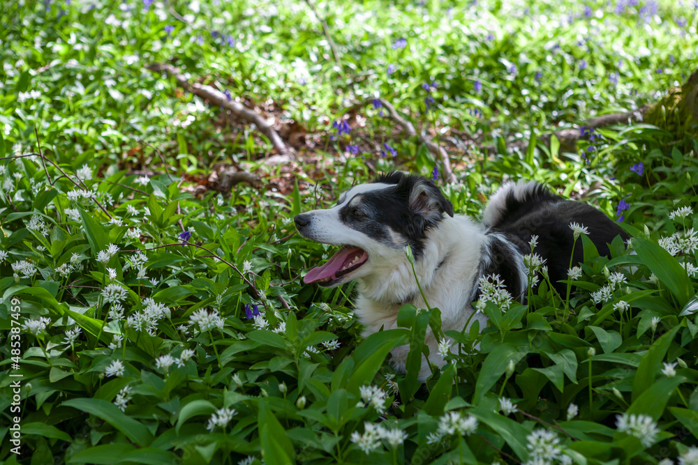 Fototapeta premium A Border Collie dog resting in the shade on a carpet of wild garlic (Allium ursinum) and bluebells (Hyacinthoides non-scripta) in Wildhams Wood, South Downs National Park, West Sussex, UK