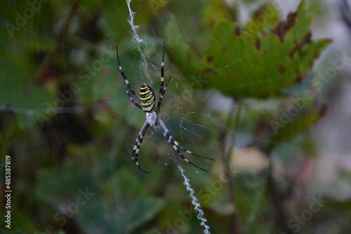spider on web