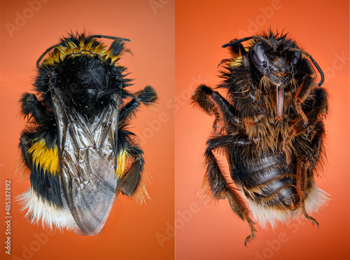 bourdon (bombus) en macro focus stacking photo