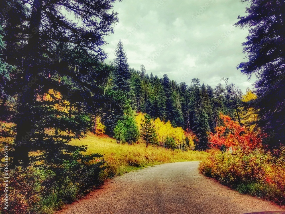 Obraz premium road in autumn forest