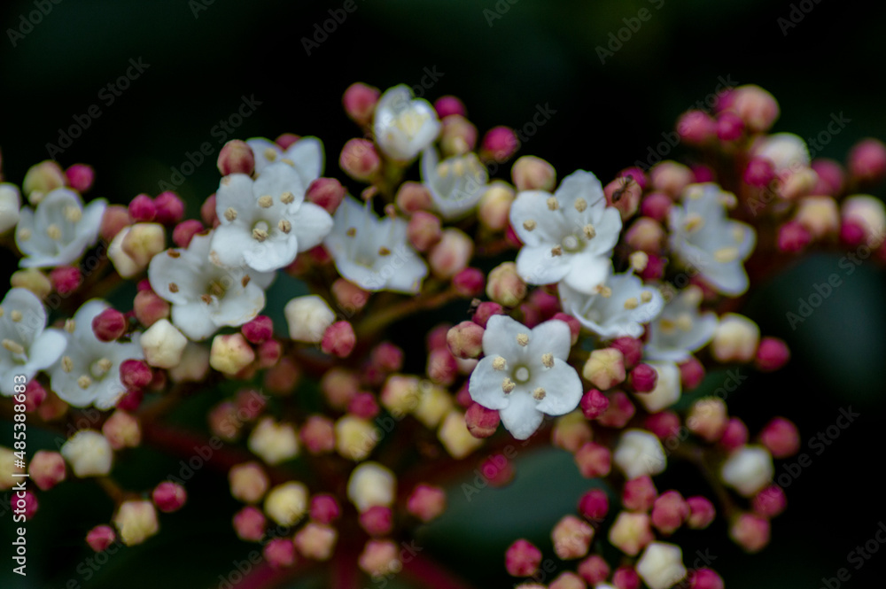 flores y plantas en la naturaleza flores y plantas en la naturaleza