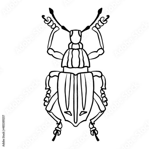 Isolated contour drawing of a beetle on a white background. Dood © Elena